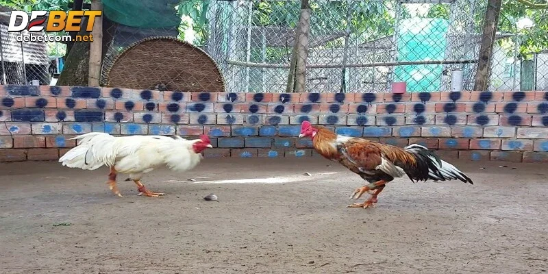 Chú ý đến phong độ thi đấu của chiến kê chuyên nghiệp